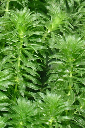hydrilla